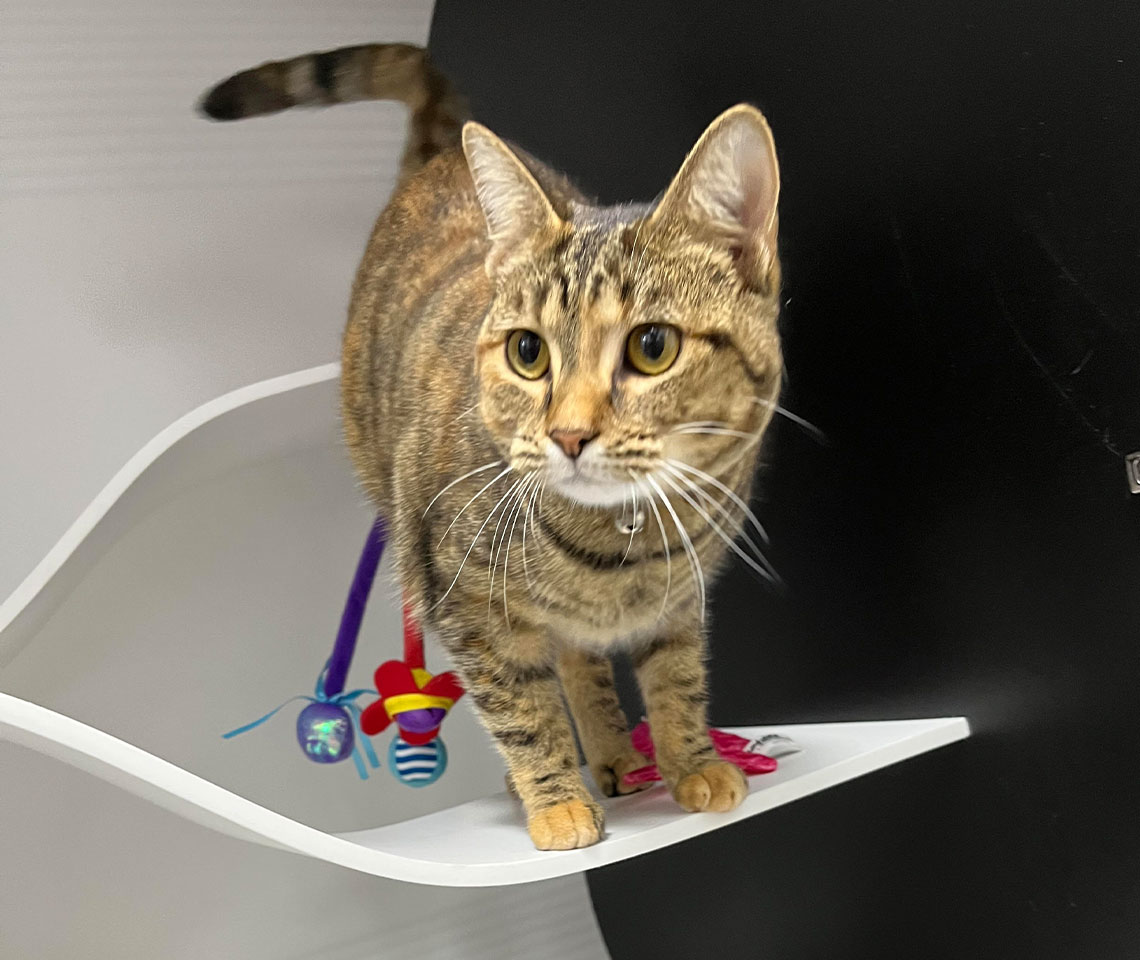 Cat Boarding