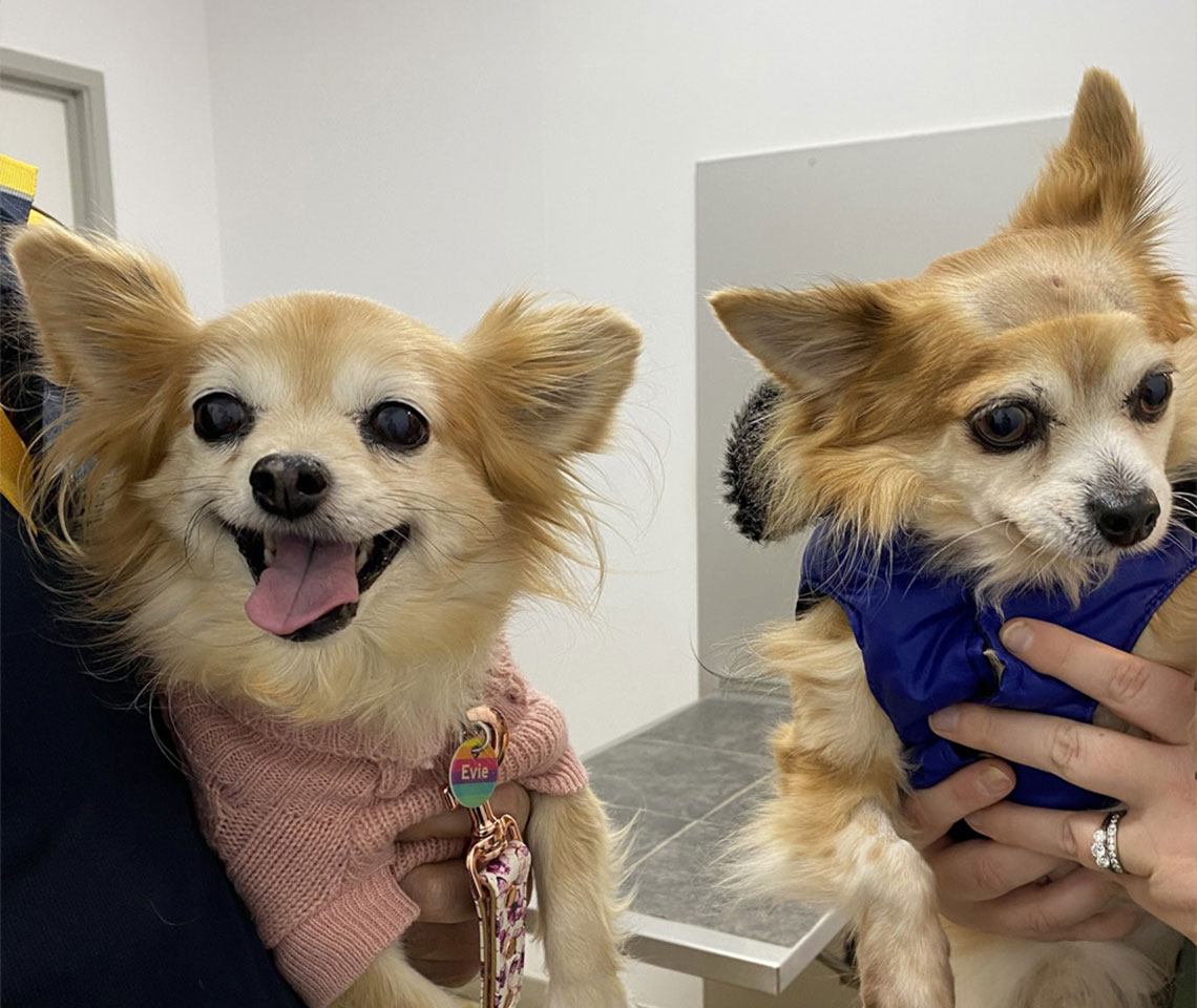 Senior Pets & Palliative Care