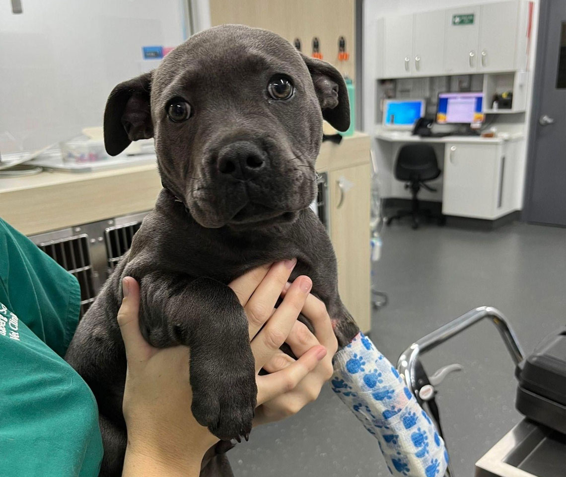Vet Surgery