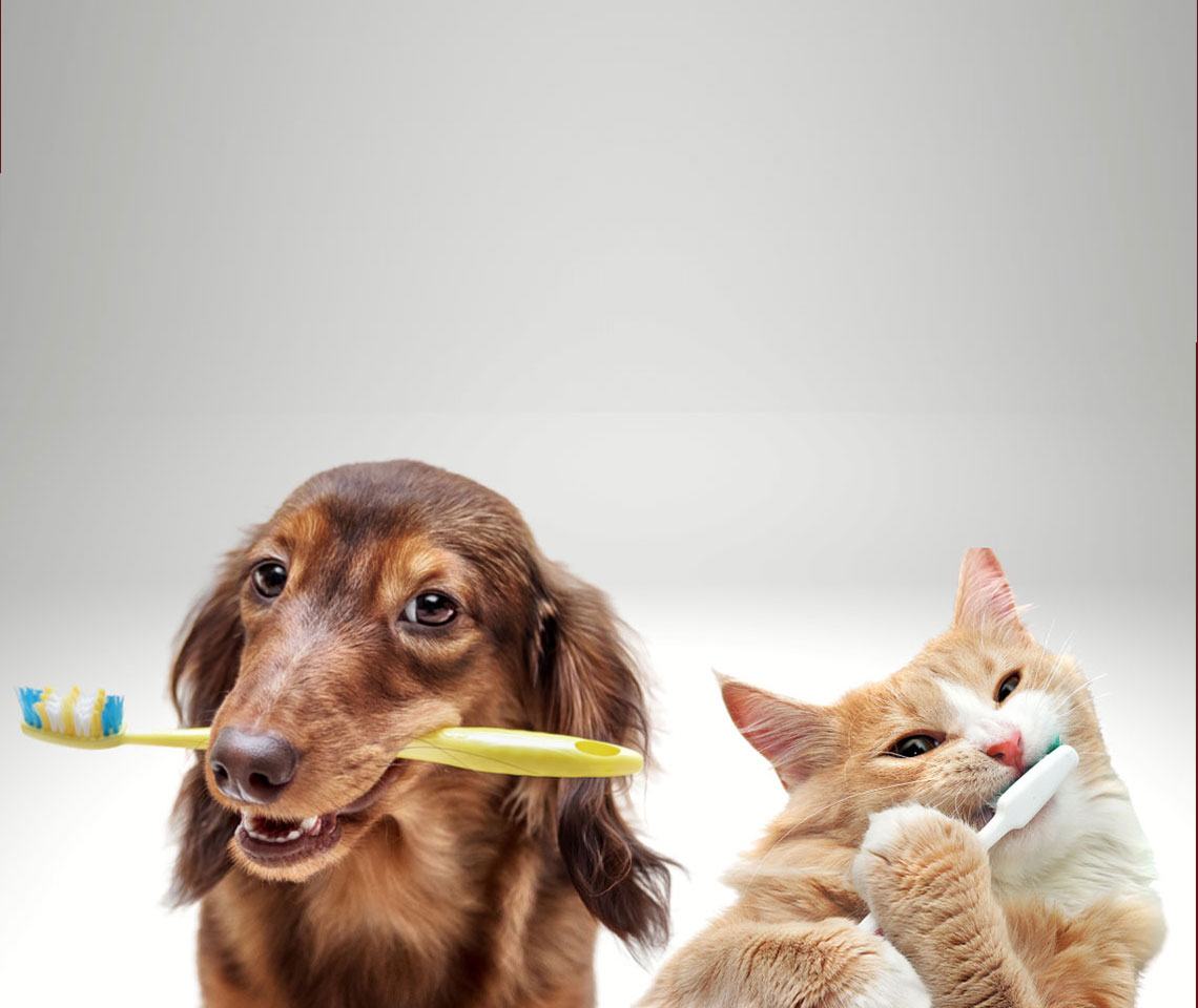Pet Dentistry