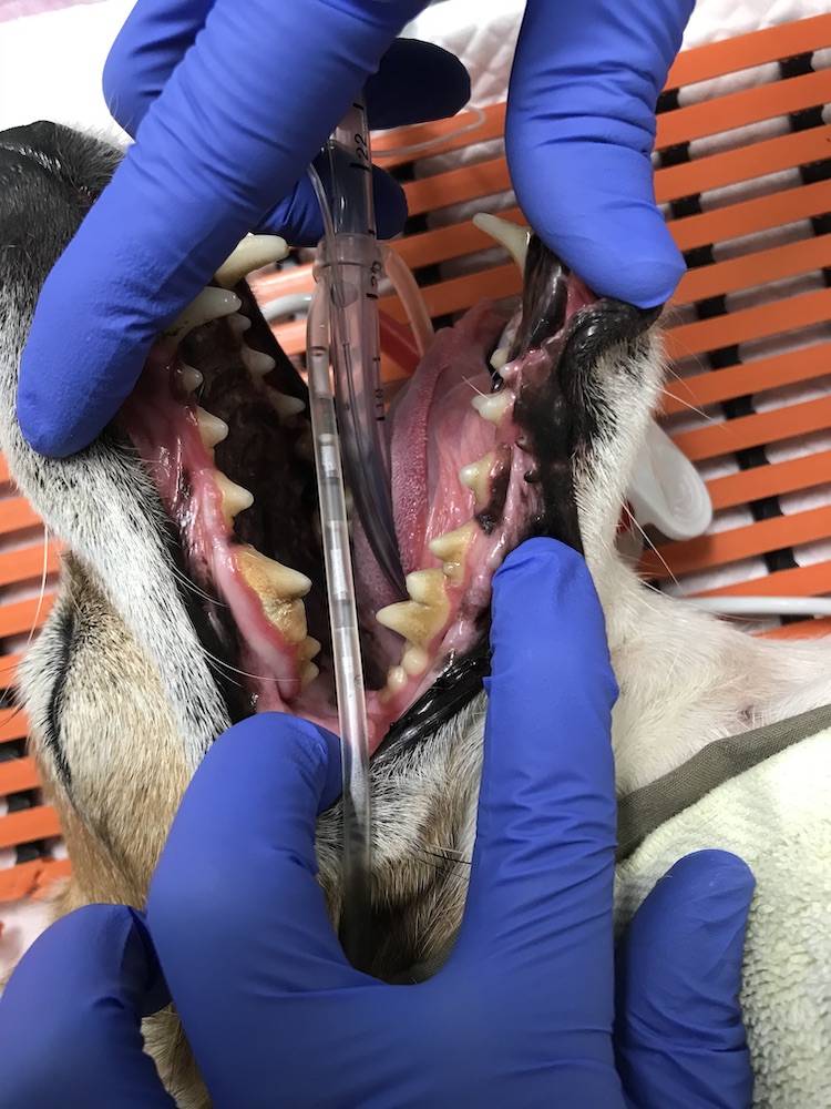 Dog dental image before