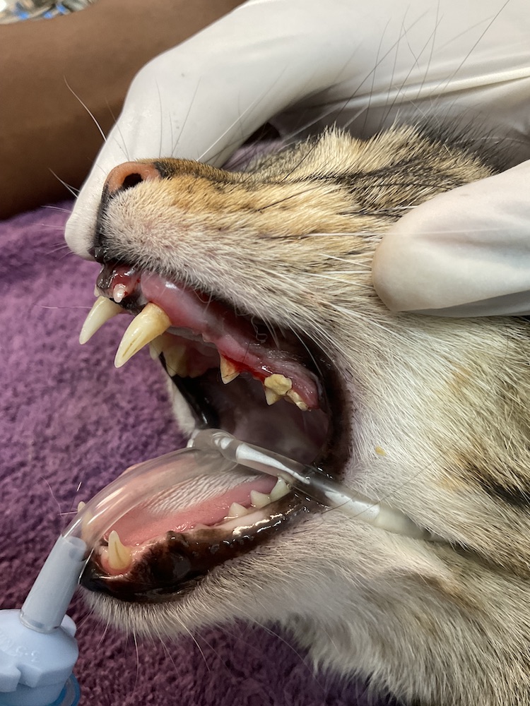 Cat before dental work L
