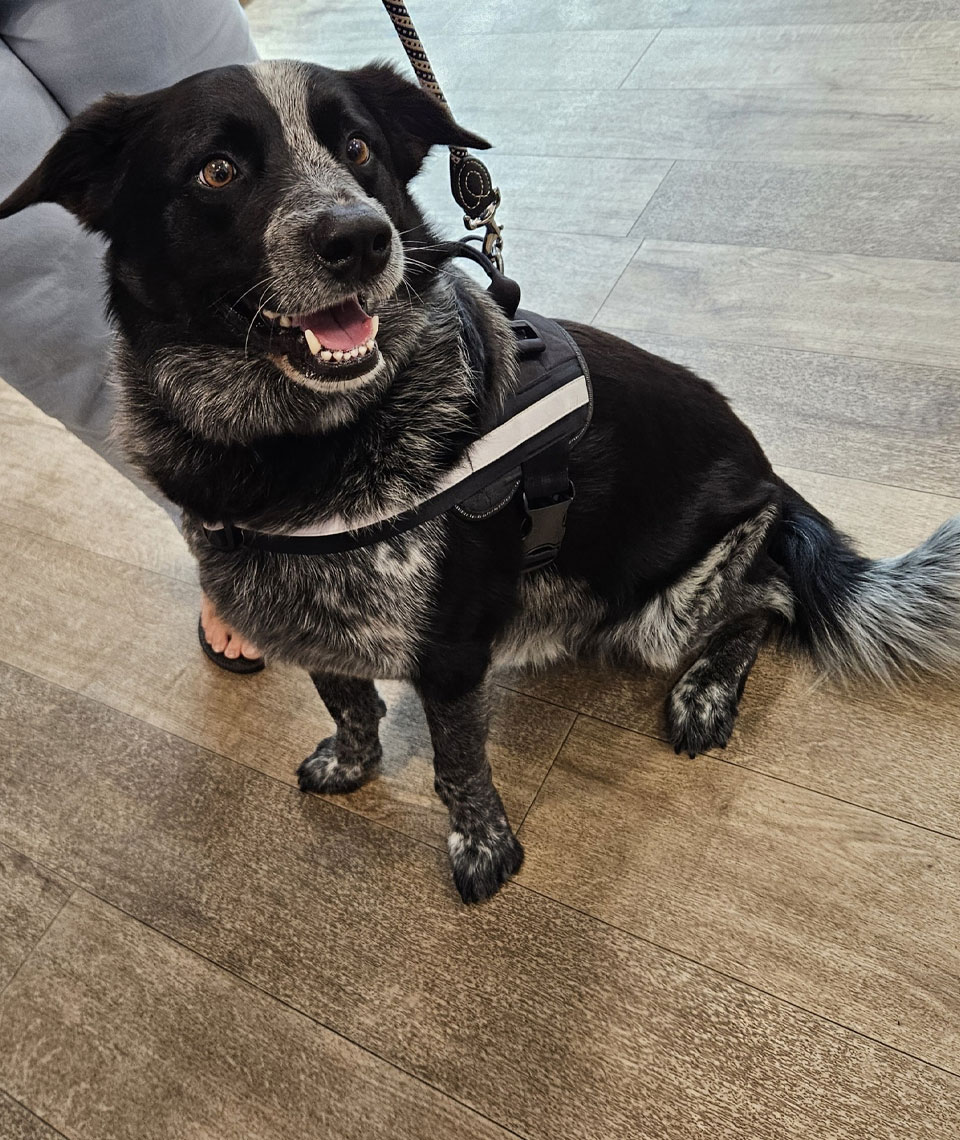 Bundaberg South Vet - Nutrition & Weight Management - Archie After