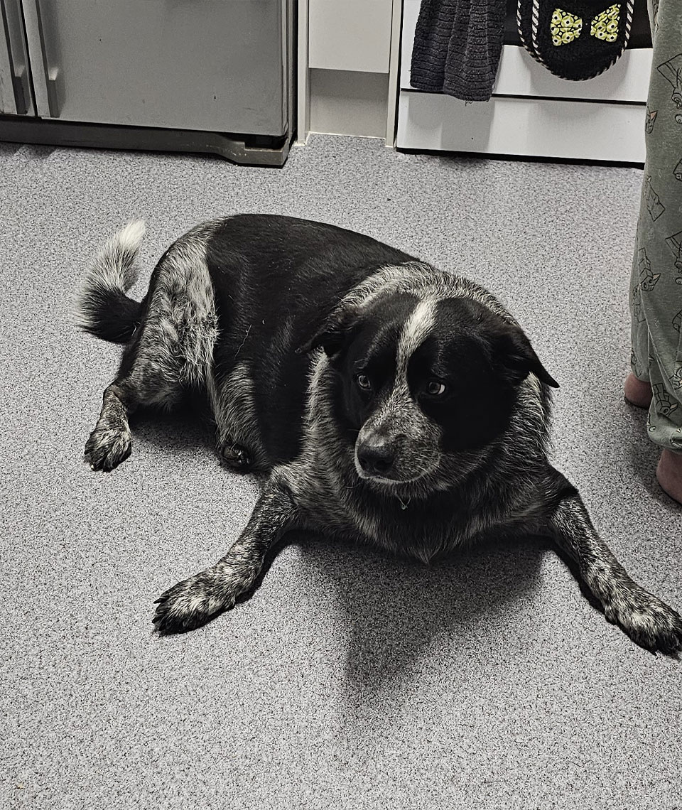 Bundaberg South Vet - Nutrition & Weight Management - Archie Before