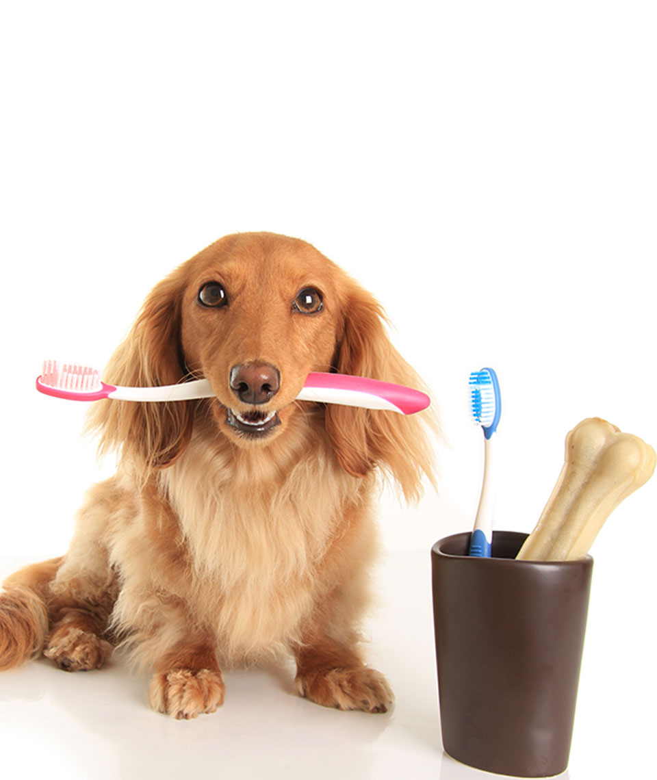 Bundaberg South Vet - Senior Pets & Palliative Care
