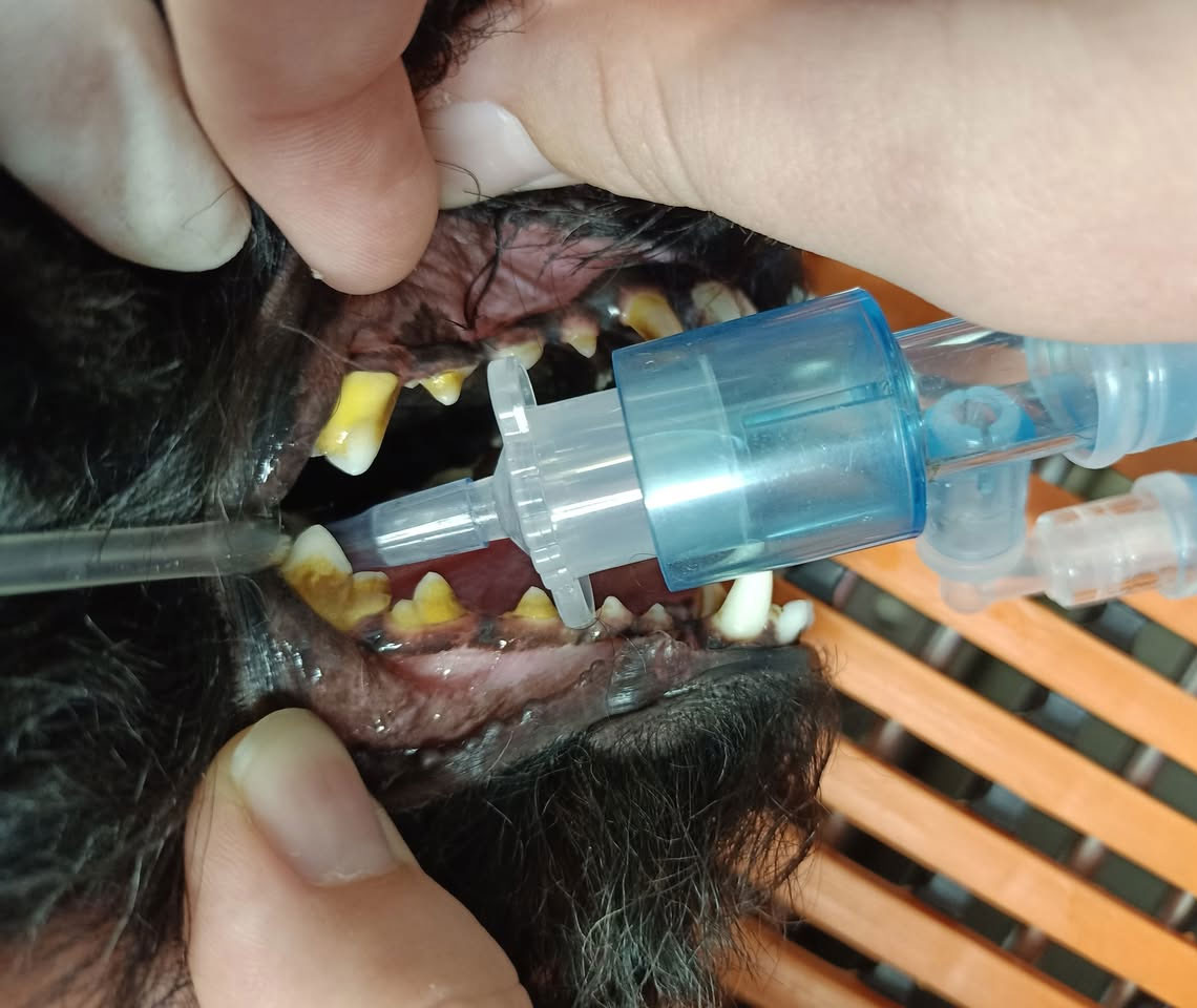 Bundaberg South Vet - Dental - Before