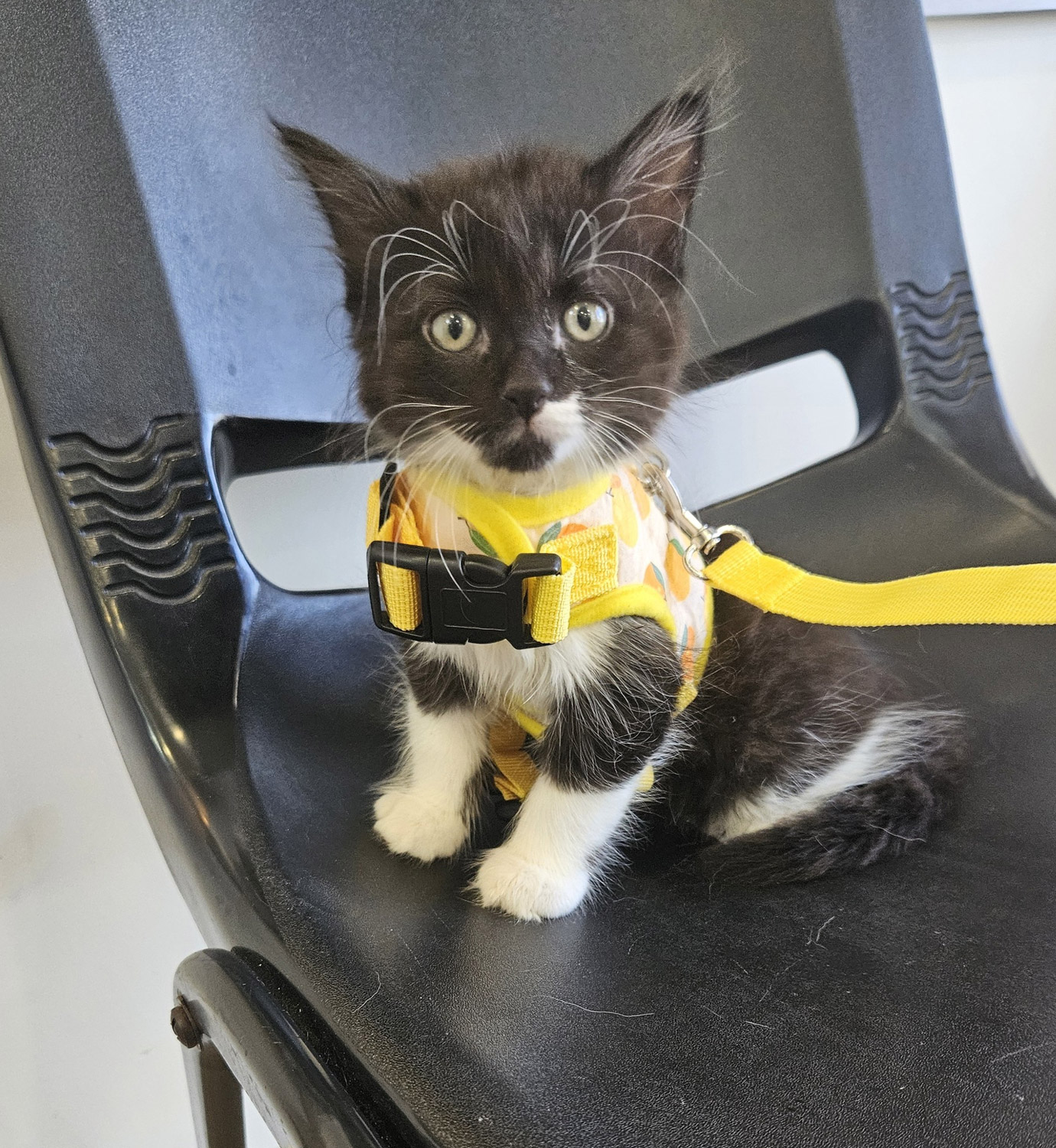 Bundaberg South Vet - Preventative Health Care