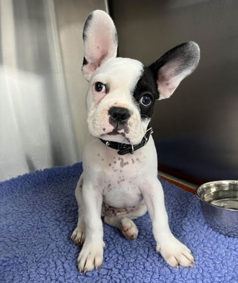 Bundaberg South Vet - New Pet Checks