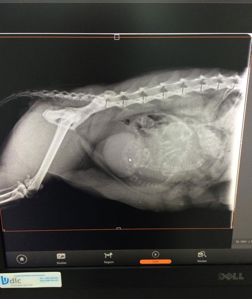 Bundaberg South Vet - Diagnostic Testing for Pets - Pet Ultrasound