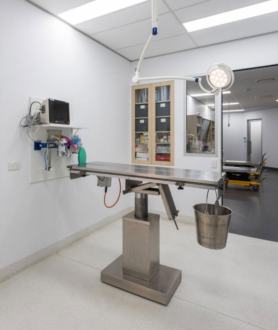 Bundaberg South Vet - Sedation & Anaesthesia